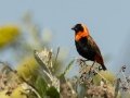 Southern Red Bishop - Intaka Island, Western Cape, South Africa, Nov 23, 2024 Southern Red Bishop - Intaka Island, Western Cape, South Africa, Nov 23, 2024