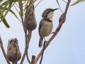 Bar-throated Apalis - Fairy Glen, Overstrand, Greater Hermanus ZA-Western Cape -34.33066, 18.99304, Western Cape, ZA on Tue Nov 26, 2024