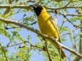 Lesser Masked-Weaver -  uMkhuze Game Reserve, Mkuze ZA-KwaZulu-Natal -27.60021, 32.29576, Kwazulu-Natal, South Africa, Dec 8, 2024