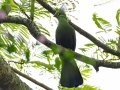 Livingstones Turaco - Mtubatuba Rural, Mtubatuba ZA-KZN -28.08625, 32.35249, Kwazulu-Natal, ZA, Dec 9, 2024 Livingstones Turaco - Mtubatuba Rural, Mtubatuba ZA-KZN -28.08625, 32.35249, Kwazulu-Natal, ZA, Dec 9, 2024