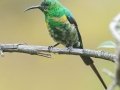 Malachite Sunbird - Fairy Glen, Overstrand, Greater Hermanus ZA-Western Cape -34.33066, 18.99304, Western Cape, ZA on Tue Nov 26, 2024 Malachite Sunbird - Fairy Glen, Overstrand, Greater Hermanus ZA-Western Cape -34.33066, 18.99304, Western Cape, ZA on Tue Nov 26, 2024