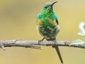 Malachite Sunbird - Fairy Glen, Overstrand, Greater Hermanus ZA-Western Cape -34.33066, 18.99304, Western Cape, ZA on Tue Nov 26, 2024 Malachite Sunbird - Fairy Glen, Overstrand, Greater Hermanus ZA-Western Cape -34.33066, 18.99304, Western Cape, ZA on Tue Nov 26, 2024