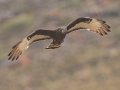 Black Harrier - Tankwa Karoo Road R355, Ceres ZA-WC -32.89103, 19.76950, Western Cape, ZA on Thu Nov 28, 2024