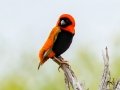 Southern Red Bishop - Pietermaritzburg--Darvill Resources Park, Kwazulu-Natal, South Africa, Dec 14, 2024 Southern Red Bishop - Pietermaritzburg--Darvill Resources Park, Kwazulu-Natal, South Africa, Dec 14, 2024
