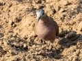 Red-eyed Dove - uMkhuze Game Reserve, Mkuze ZA-KwaZulu-Natal -27.60021, 32.29576, Kwazulu-Natal, South Africa, Dec 8, 2024 Red-eyed Dove - uMkhuze Game Reserve, Mkuze ZA-KwaZulu-Natal -27.60021, 32.29576, Kwazulu-Natal, South Africa, Dec 8, 2024