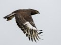 Long-crested Eagle- Midmar Nature Reserve, Howick ZA-KwaZulu-Natal -29.48860, 30.19191, Kwazulu-Natal, South Africa, Dec 14, 2024 Long-crested Eagle- Midmar Nature Reserve, Howick ZA-KwaZulu-Natal -29.48860, 30.19191, Kwazulu-Natal, South Africa, Dec 14, 2024