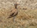 Burchells Courser - Marrick Safari, Northern Cape, South Africa, Dec 4, 2024 Burchells Courser - Marrick Safari, Northern Cape, South Africa, Dec 4, 2024