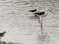 Black-winged Stilts - Strandfontein WTP, Western Cape, ZA on Mon Nov 25, 2024 Black-winged Stilts - Strandfontein WTP, Western Cape, ZA on Mon Nov 25, 2024