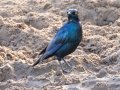 Cape Starling - uMkhuze Game Reserve, Mkuze ZA-KwaZulu-Natal -27.60021, 32.29576, Kwazulu-Natal, South Africa, Dec 8, 2024 Cape Starling - uMkhuze Game Reserve, Mkuze ZA-KwaZulu-Natal -27.60021, 32.29576, Kwazulu-Natal, South Africa, Dec 8, 2024