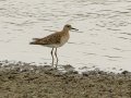 Ruff - Strandfontein WTP, Western Cape, ZA on Mon Nov 25, 2024 Ruff - Strandfontein WTP, Western Cape, ZA on Mon Nov 25, 2024