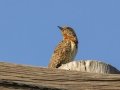 Red-throated Wryneck - P332, Wakkerstroom ZA-MP -27.37436, 30.17691, Mpumalanga , South Africa, Dec 6, 2024 Red-throated Wryneck - P332, Wakkerstroom ZA-MP -27.37436, 30.17691, Mpumalanga , South Africa, Dec 6, 2024