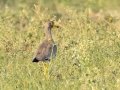 Wattled Lapwing - Pongola Nature Reserve, Pongola ZA-KwaZulu-Natal -27.32294, 31.89587, KwaZulu-Natal , South Africa, Dec 7, 2024 Wattled Lapwing - Pongola Nature Reserve, Pongola ZA-KwaZulu-Natal -27.32294, 31.89587, KwaZulu-Natal , South Africa, Dec 7, 2024