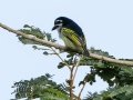 Yellow-rumped Tinkerbird - Simangaliso WP--Eastern Shores, Kwazulu-Natal, South Africa, Dec 10, 2024 Yellow-rumped Tinkerbird - Simangaliso WP--Eastern Shores, Kwazulu-Natal, South Africa, Dec 10, 2024