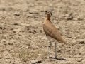 Burchells Courser - Marrick Safari, Northern Cape, South Africa, Dec 4, 2024 Burchells Courser - Marrick Safari, Northern Cape, South Africa, Dec 4, 2024