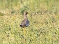 Wattled Lapwing - Pongola Nature Reserve, Pongola ZA-KwaZulu-Natal -27.32294, 31.89587, KwaZulu-Natal , South Africa, Dec 7, 2024 Wattled Lapwing - Pongola Nature Reserve, Pongola ZA-KwaZulu-Natal -27.32294, 31.89587, KwaZulu-Natal , South Africa, Dec 7, 2024