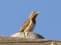 Red-throated Wryneck - P332, Wakkerstroom ZA-MP -27.37436, 30.17691, Mpumalanga , South Africa, Dec 6, 2024 Red-throated Wryneck - P332, Wakkerstroom ZA-MP -27.37436, 30.17691, Mpumalanga , South Africa, Dec 6, 2024