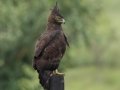 Long-crested Eagle- Midmar Nature Reserve, Howick ZA-KwaZulu-Natal -29.48860, 30.19191, Kwazulu-Natal, South Africa, Dec 14, 2024 Long-crested Eagle- Midmar Nature Reserve, Howick ZA-KwaZulu-Natal -29.48860, 30.19191, Kwazulu-Natal, South Africa, Dec 14, 2024