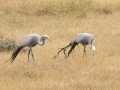 Blue Cranes - Elim Road, Overstrand, Greater Hermanus ZA-Western Cape (-34.5348,19.6242), Western Cape, ZA on Tue Nov 26, 2024 Blue Cranes - Elim Road, Overstrand, Greater Hermanus ZA-Western Cape (-34.5348,19.6242), Western Cape, ZA on Tue Nov 26, 2024