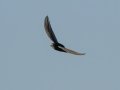 Horus Swift - Amersfoort Road, Dr.Pixley Ka Isaka Seme Rural, Volksrust ZA-MP -27.26017, 30.11059, Mpumalanga, South Africa, Dec 6, 2024 Horus Swift - Amersfoort Road, Dr.Pixley Ka Isaka Seme Rural, Volksrust ZA-MP -27.26017, 30.11059, Mpumalanga, South Africa, Dec 6, 2024