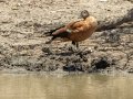South African Shelduck - Marrick Safari, Northern Cape, South Africa, Dec 4, 2024 South African Shelduck - Marrick Safari, Northern Cape, South Africa, Dec 4, 2024