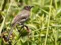 Cape Bulbul - Kirstenbosch Botanical Garden, Western Cape, ZA, Nov 24, 2024 Cape Bulbul - Kirstenbosch Botanical Garden, Western Cape, ZA, Nov 24, 2024
