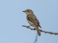 Spotted Flycatcher - Pongola Nature Reserve, Pongola ZA-KwaZulu-Natal -27.32294, 31.89587, Kwazulu-Natal, ZA, Dec 07, 2024 Spotted Flycatcher - Pongola Nature Reserve, Pongola ZA-KwaZulu-Natal -27.32294, 31.89587, Kwazulu-Natal, ZA, Dec 07, 2024