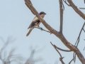 Lesser Gray Shrike - R357, Kimberley ZA-Northern Cape -28.78413, 24.62619, Northern Cape, South Africa, Dec 4, 2024 Lesser Gray Shrike - R357, Kimberley ZA-Northern Cape -28.78413, 24.62619, Northern Cape, South Africa, Dec 4, 2024