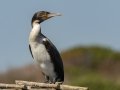 Great Cormorant (White-breasted) - Intaka Island, Western Cape, South Africa, Nov 23, 2024 Great Cormorant (White-breasted) - Intaka Island, Western Cape, South Africa, Nov 23, 2024