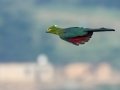 Knysna Turaco - Marutswa Forest, Kwazulu-Natal, ZA, Dec 12, 2024 Knysna Turaco - Marutswa Forest, Kwazulu-Natal, ZA, Dec 12, 2024