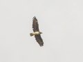 Martial Eagle - Elim Road, Overstrand, Greater Hermanus ZA-Western Cape (-34.5348,19.6242), Western Cape, ZA on Tue Nov 26, 2024 Martial Eagle - Elim Road, Overstrand, Greater Hermanus ZA-Western Cape (-34.5348,19.6242), Western Cape, ZA on Tue Nov 26, 2024