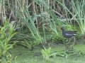 Eurasian Moorhen - Wakkerstroom Wetland NR Bridge Causeway, Mpumalanga , South Africa, Dec 6, 2024 Eurasian Moorhen - Wakkerstroom Wetland NR Bridge Causeway, Mpumalanga , South Africa, Dec 6, 2024