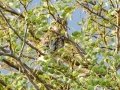 Pearl-spotted Owlet - Pongola Nature Reserve, Pongola ZA-KwaZulu-Natal -27.32294, 31.89587, KwaZulu-Natal, South Africa, Dec 7, 2024 Pearl-spotted Owlet - Pongola Nature Reserve, Pongola ZA-KwaZulu-Natal -27.32294, 31.89587, KwaZulu-Natal, South Africa, Dec 7, 2024