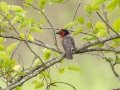 Red-collared Barbet - Pietermaritzburg--Darvill Resources Park, Kwazulu-Natal, South Africa, Dec 14, 2024 Red-collared Barbet - Pietermaritzburg--Darvill Resources Park, Kwazulu-Natal, South Africa, Dec 14, 2024