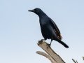 Red-winged Starling - Karkloof--Benvie Farm, Kwazulu-Natal, ZA, Dec 12, 2024