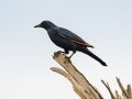 Red-winged Starling - Karkloof--Benvie Farm, Kwazulu-Natal, ZA, Dec 12, 2024 Red-winged Starling - Karkloof--Benvie Farm, Kwazulu-Natal, ZA, Dec 12, 2024