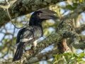 Trumpeter Hornbill - Simangaliso WP--Eastern Shores, Kwazulu-Natal, South Africa, Dec 10, 2024 Trumpeter Hornbill - Simangaliso WP--Eastern Shores, Kwazulu-Natal, South Africa, Dec 10, 2024