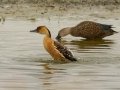 Fulvous Whistling-Duck - Black-headed Heron - Strandfontein WTP, Western Cape, ZA on Mon Nov 25, 2024 Fulvous Whistling-Duck - Black-headed Heron - Strandfontein WTP, Western Cape, ZA on Mon Nov 25, 2024