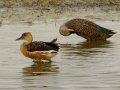 Fulvous Whistling-Duck - Black-headed Heron - Strandfontein WTP, Western Cape, ZA on Mon Nov 25, 2024 Fulvous Whistling-Duck - Black-headed Heron - Strandfontein WTP, Western Cape, ZA on Mon Nov 25, 2024