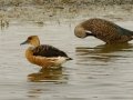 Fulvous Whistling-Duck - Black-headed Heron - Strandfontein WTP, Western Cape, ZA on Mon Nov 25, 2024 Fulvous Whistling-Duck - Black-headed Heron - Strandfontein WTP, Western Cape, ZA on Mon Nov 25, 2024