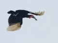 Southern Ground-Hornbill - Marutswa Forest, Kwazulu-Natal, ZA, Dec 12, 2024 Southern Ground-Hornbill - Marutswa Forest, Kwazulu-Natal, ZA, Dec 12, 2024
