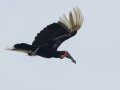Southern Ground-Hornbill - Marutswa Forest, Kwazulu-Natal, ZA, Dec 12, 2024 Southern Ground-Hornbill - Marutswa Forest, Kwazulu-Natal, ZA, Dec 12, 2024