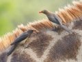 Red-billed Oxpecker - uMkhuze Game Reserve, Mkuze ZA-KwaZulu-Natal -27.60021, 32.29576, Kwazulu-Natal, South Africa, Dec 8, 2024