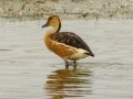 Fulvous Whistling-Duck - Black-headed Heron - Strandfontein WTP, Western Cape, ZA on Mon Nov 25, 2024 Fulvous Whistling-Duck - Black-headed Heron - Strandfontein WTP, Western Cape, ZA on Mon Nov 25, 2024