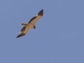 Booted Eagle - Tankwa Karoo Road R355, Ceres ZA-WC -32.89103, 19.76950, Western Cape, ZA on Thu Nov 28, 2024 Booted Eagle - Tankwa Karoo Road R355, Ceres ZA-WC -32.89103, 19.76950, Western Cape, ZA on Thu Nov 28, 2024