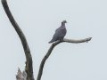 Rameron Pigeon - Marutswa Forest, Kwazulu-Natal, ZA, Dec 12, 2024 Rameron Pigeon - Marutswa Forest, Kwazulu-Natal, ZA, Dec 12, 2024