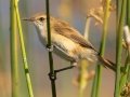 Lesser Swamp Warbler - Intaka Island, Western Cape, South Africa, Nov 23, 2024 Lesser Swamp Warbler - Intaka Island, Western Cape, South Africa, Nov 23, 2024