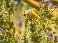Cape Canary - Kirstenbosch Botanical Garden, Western Cape, ZA, Nov 24, 2024 Cape Canary - Kirstenbosch Botanical Garden, Western Cape, ZA, Nov 24, 2024