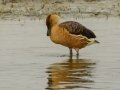 Fulvous Whistling-Duck - Black-headed Heron - Strandfontein WTP, Western Cape, ZA on Mon Nov 25, 2024 Fulvous Whistling-Duck - Black-headed Heron - Strandfontein WTP, Western Cape, ZA on Mon Nov 25, 2024