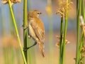 Lesser Swamp Warbler - Intaka Island, Western Cape, South Africa, Nov 23, 2024 Lesser Swamp Warbler - Intaka Island, Western Cape, South Africa, Nov 23, 2024