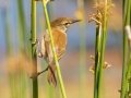 Lesser Swamp Warbler - Intaka Island, Western Cape, South Africa, Nov 23, 2024 Lesser Swamp Warbler - Intaka Island, Western Cape, South Africa, Nov 23, 2024